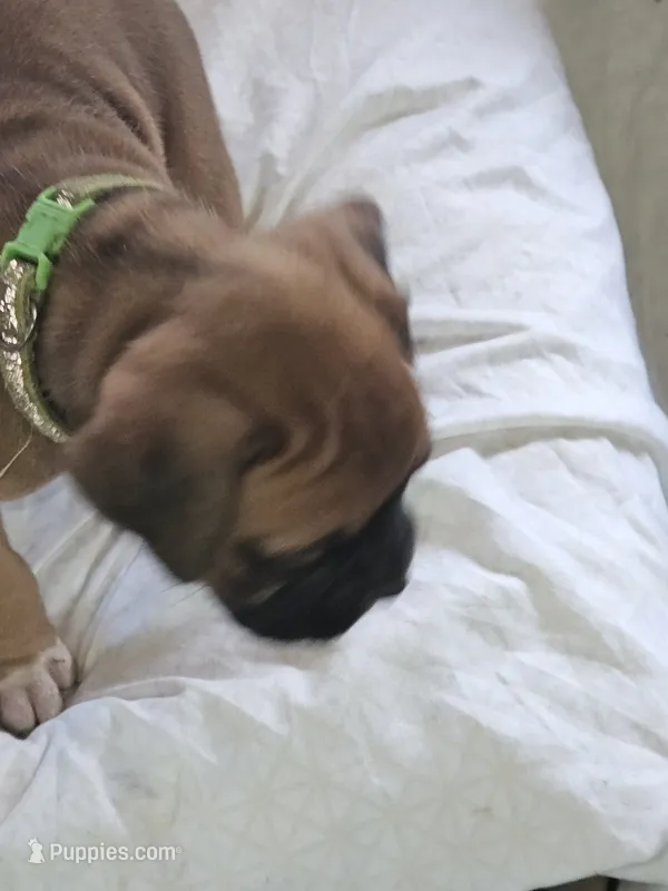 Green Collar Female – Boxer puppy for sale in Platteville, WI