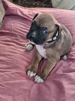 Checkered Collar Female, a female Boxer for sale in Platteville, WI – 3 of 5