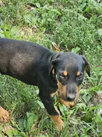 Orange Collar Female , a female Doberman Pinscher for sale in Platteville, WI – 4 of 4