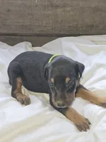 Lime Green Collar Female, a female Doberman Pinscher for sale in Platteville, WI – 2 of 5