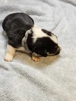 Gray Collar Male, a male Pembroke Welsh Corgi for sale in Platteville, WI – 6 of 6