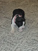 Pink Collar-Female, a female Boxer for sale in Platteville, WI – 2 of 5