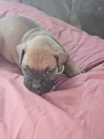 Green Collar Female, a female Boxer for sale in Platteville, WI – 3 of 5