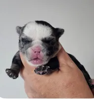 Lil Girl, a female English Bulldog for sale in Lakeland, FL – Photo 1 of 4