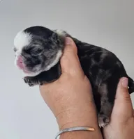 Lil Girl, a female English Bulldog for sale in Lakeland, FL – Photo 2 of 4