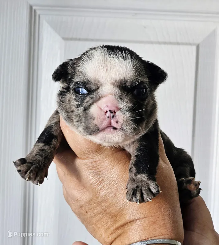 Lil Girl – English Bulldog puppy for sale in Lakeland, FL