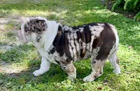 Louie, a male English Bulldog for sale in Lakeland, FL – 4 of 5