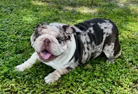 Louie, a male English Bulldog for sale in Lakeland, FL – 5 of 5