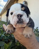  BLack tri, a female English Bulldog for sale in Lakeland, FL – Photo 1 of 3