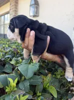 BLack tri, a female English Bulldog for sale in Lakeland, FL – Photo 2 of 3
