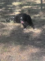 Po, a male Newfoundland for sale in Lakeland, FL – 3 of 5