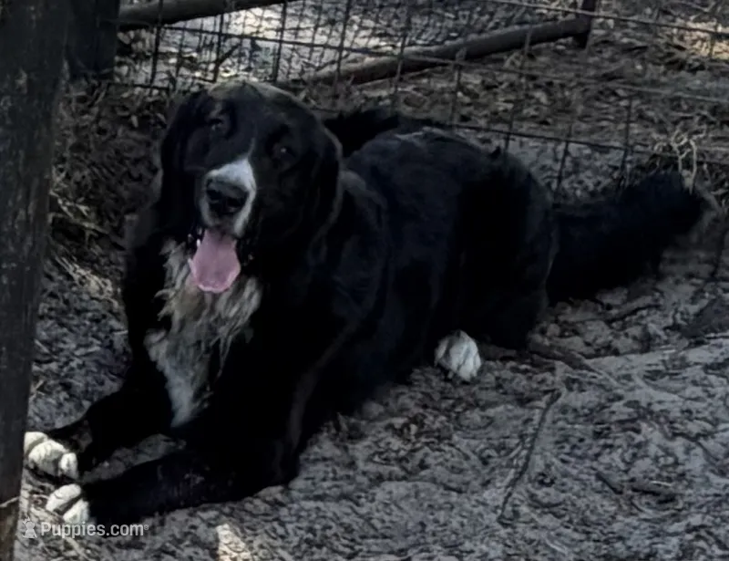 Po, a male Newfoundland for sale in Lakeland, FL – 1 of 5