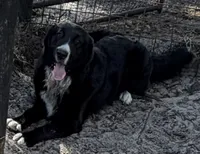 Po, a male Newfoundland for sale in Lakeland, FL – 1 of 5