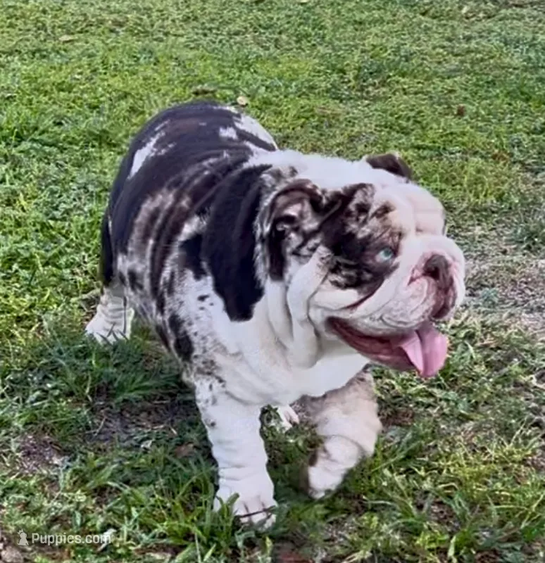 Louie – English Bulldog puppy for sale in Lakeland, FL