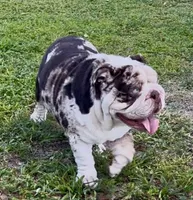 Louie, a male English Bulldog for sale in Lakeland, FL – 1 of 5
