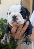 Trindle, a female English Bulldog for sale in Lakeland, FL – Photo 1 of 3