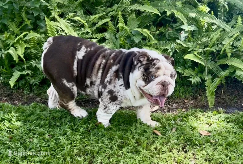 Louie – English Bulldog puppy for sale in Lakeland, FL