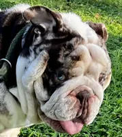 Louie, a male English Bulldog for sale in Lakeland, FL – 2 of 5