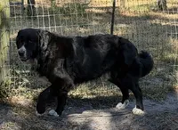 Po, a male Newfoundland for sale in Lakeland, FL – 2 of 5