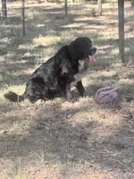 Po, a male Newfoundland for sale in Lakeland, FL – 4 of 5