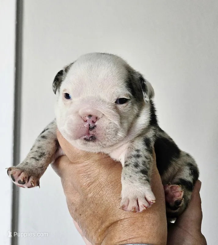 Male 4 Merle – English Bulldog puppy for sale in Lakeland, FL