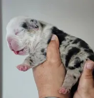 Male 4 Merle, a male English Bulldog for sale in Lakeland, FL – Photo 2 of 4