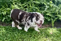 Male 3 red Merle , a male English Bulldog for sale in Lakeland, FL – Photo 3 of 4