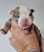 Male 3 red Merle , a male English Bulldog for sale in Lakeland, FL – Photo 2 of 4