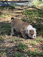 Red male merle, a male English Bulldog for sale in Lakeland, FL – Photo 2 of 5