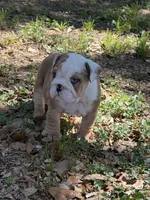 Red male merle, a male English Bulldog for sale in Lakeland, FL – Photo 4 of 5
