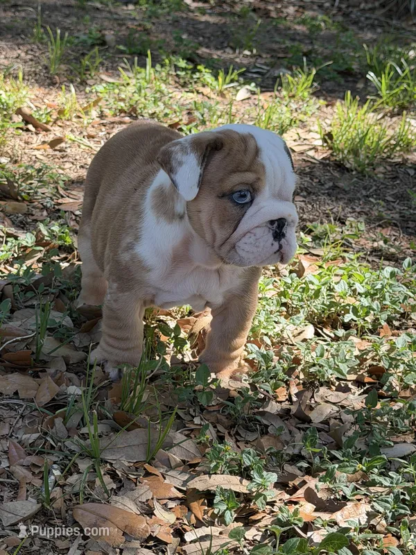 Red male merle, a male English Bulldog for sale in Lakeland, FL – Photo 1 of 5