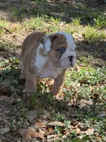 Red male merle, a male English Bulldog for sale in Lakeland, FL – Photo 1 of 5