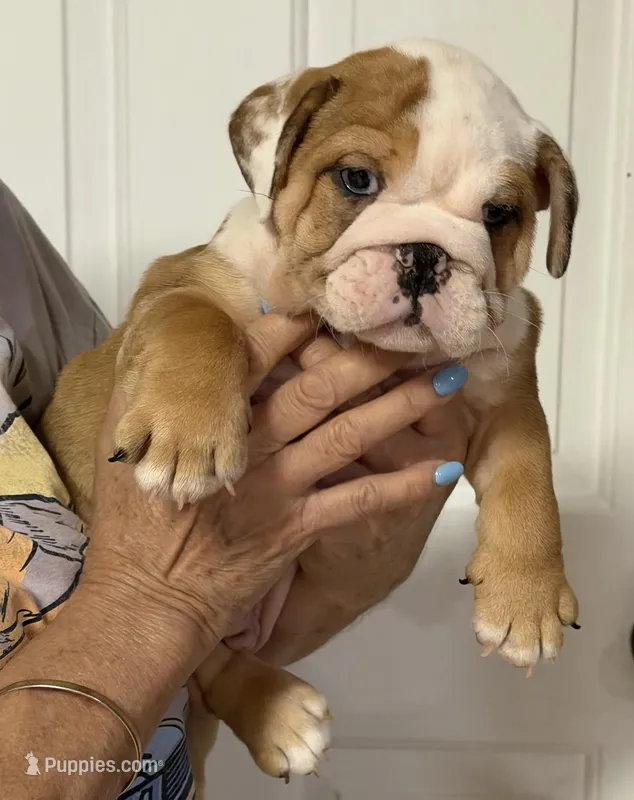 Red male merle – English Bulldog puppy for sale in Lakeland, FL