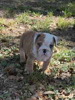 Red male merle, a male English Bulldog for sale in Lakeland, FL – Photo 3 of 5