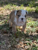 Red male merle, a male English Bulldog for sale in Lakeland, FL – Photo 5 of 5