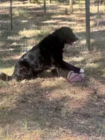 Po, a male Newfoundland for sale in Lakeland, FL – 5 of 5