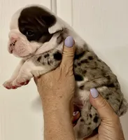 Male 3 Merle , a male English Bulldog for sale in Lakeland, FL – Photo 2 of 5