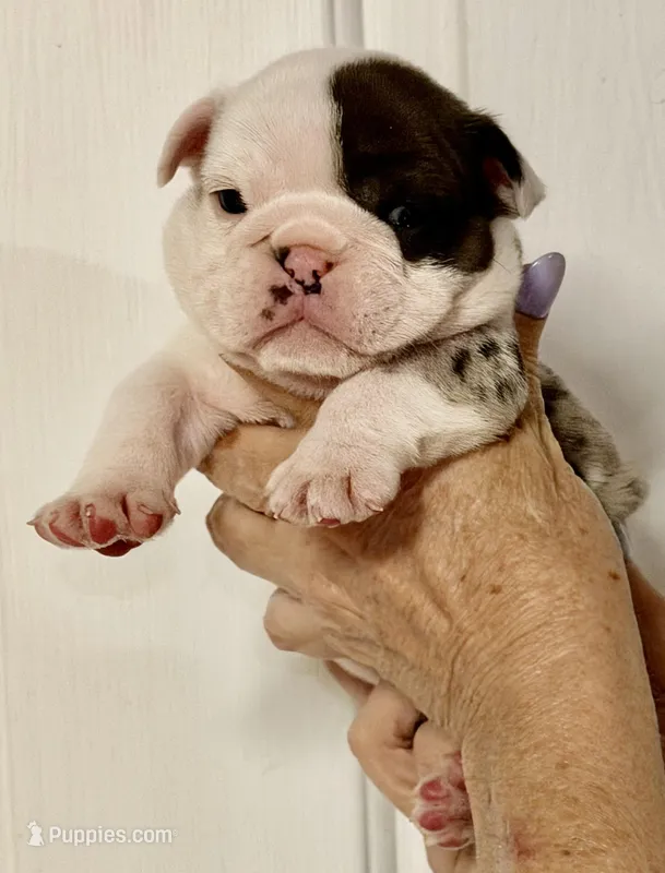Male 3 Merle  – English Bulldog puppy for sale in Lakeland, FL
