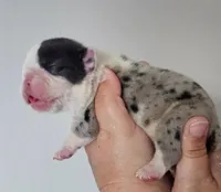 Male 3 Merle , a male English Bulldog for sale in Lakeland, FL – Photo 2 of 4