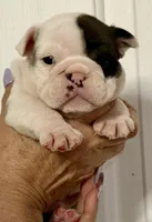 Male 3 Merle , a male English Bulldog for sale in Lakeland, FL – Photo 3 of 5