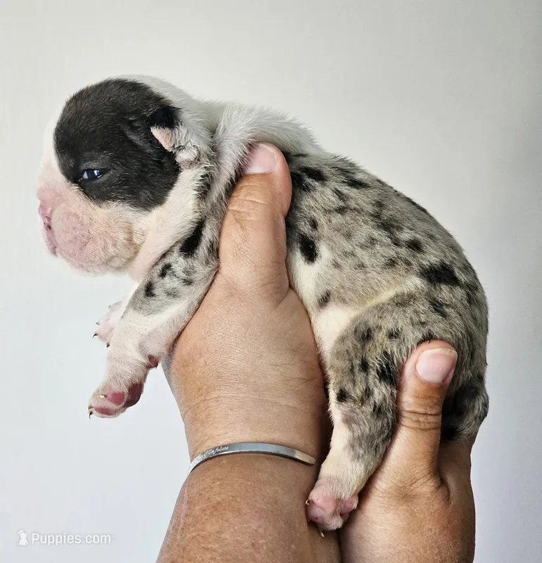 Male 3 Merle  – English Bulldog puppy for sale in Lakeland, FL
