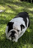 Male 3 Merle , a male English Bulldog for sale in Lakeland, FL – Photo 3 of 4