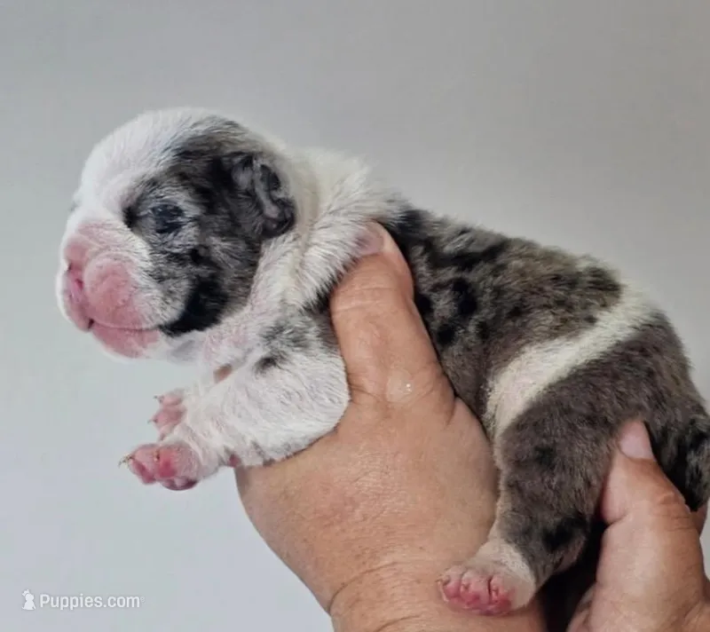 Girl 2 – English Bulldog puppy for sale in Lakeland, FL