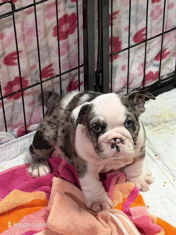 Girl 2 – English Bulldog puppy for sale in Lakeland, FL