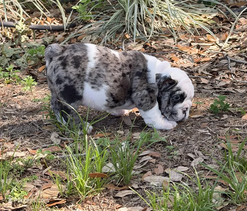 Girl 2 – English Bulldog puppy for sale in Lakeland, FL