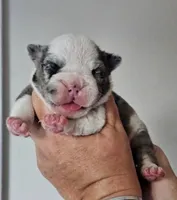 Girl 2, a female English Bulldog for sale in Lakeland, FL – Photo 1 of 4