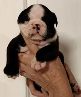 Male 2 Black seal Hold, a male English Bulldog for sale in Lakeland, FL – Photo 2 of 6