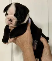 Male 2 Black seal Hold, a male English Bulldog for sale in Lakeland, FL – Photo 1 of 6
