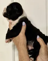 Male 2 Black seal Hold, a male English Bulldog for sale in Lakeland, FL – Photo 3 of 6