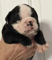 Male 2 Black seal Hold, a male English Bulldog for sale in Lakeland, FL – Photo 4 of 6